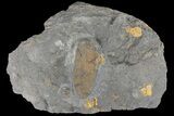Ordovician Soft-Bodied Fossil (Duslia?) - Morocco #80273-1